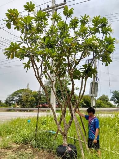 ลีลาวดีขาวพวง