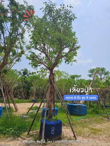 ต้นเสี้ยวป่า ดอกขาว ฟอร์มสวย