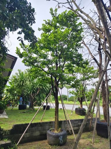 ต้นหมากเม่า