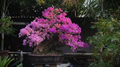 เฟื่องฟ้า - ไม้ดอกสวยงามสำหรับสวนคุณ