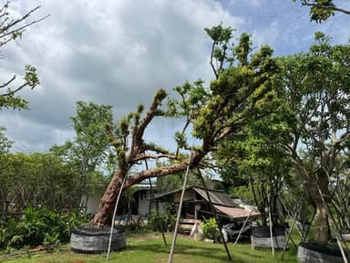 เสม็ดแดง หน้า 27 นิ้ว