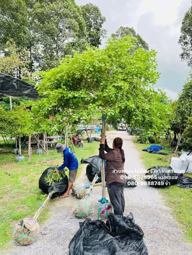 🌿 ต้นกัลปพฤกษ์ & ต้นแก้วเจ้าจอม 🌸