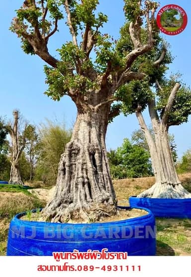 พูนทรัพย์ โบราณ, มะขามบอนไซ และเสม็ดแดงลีลา จาก MJ Big Garden