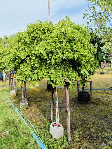สวนมาร์ค ไม้ใหญ่ตลาดต้นไม้ไก่คู่คลอง 13 รับจัดหาไม้ตามออเดอร์ 🌳
