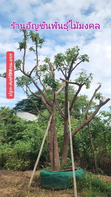 ต้นจิกน้ำ