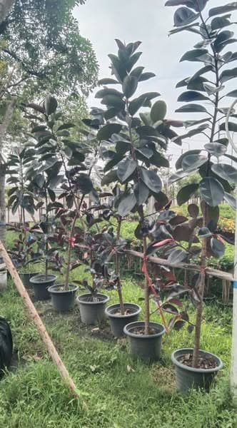 ต้นยางอินเดีย