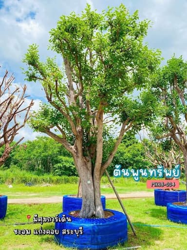 ต้นพูนทรัพย์ (กระบก) - ต้นไม้มงคล