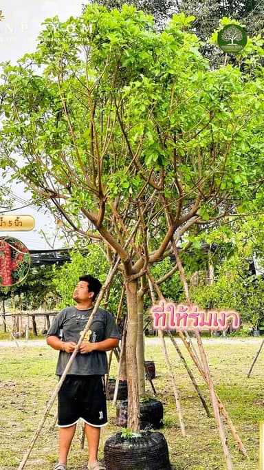ต้นจิกน้ำ ไม้มงคล ดอกสวย ร่มเงาดี จากสวนพยอมไม้ล้อม นครนายก