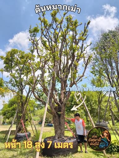 ต้นหมากเม่า สูง 7 เมตร