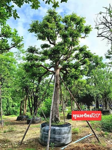 ต้นพูนทรัพย์ สวยๆ ขนาดกำลังน่ารัก