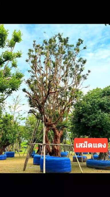 เสม็ดแดง