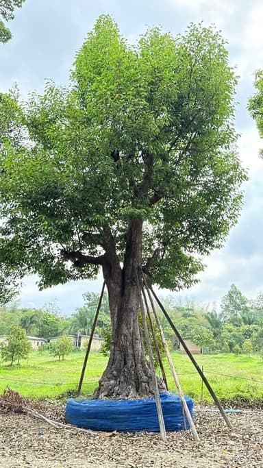 พูนทรัพย์44 ไม้มงคลเรียกทรัพย์ ฟอร์มสวย รากแน่น พร้อมปลูกทั่วไทย!