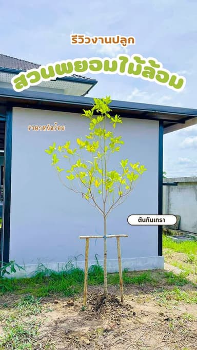 ต้นพะยอม 2 นิ้ว & ต้นกันเกรา 1.5 นิ้ว