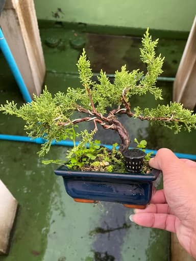 ต้นอิโต - บอนไซสวยงามเพื่อการตกแต่ง