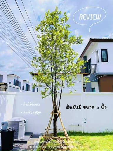 ต้นไม้ประดับและมงคลจากสวนพยอมไม้ล้อม