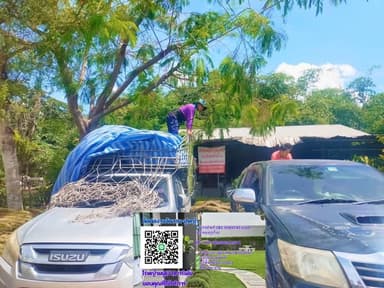 หญ้าสดจากไร่ พร้อมจำหน่าย