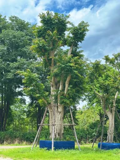 🌳 ต้นตะแบก 🌳