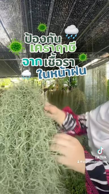 เคราฤาษี (Spanish Moss)