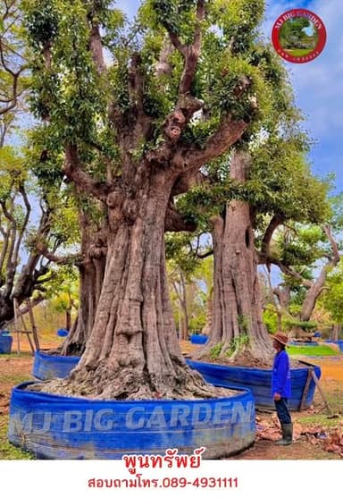 พูนทรัพย์ ผิวโบราณ ไม้ประธานเสริมทรัพย์ เสริมบารมี 🌳
