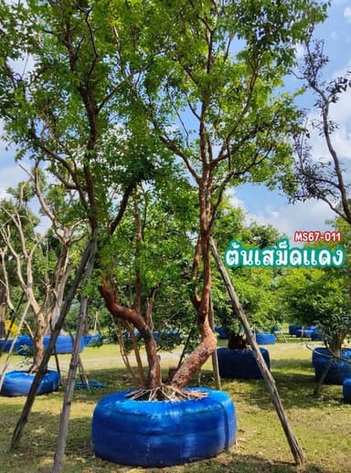 ต้นเสม็ดแดงฟอร์มกอสวย สูง 5 เมตร พร้อมลงปลูก (MS67-011)
