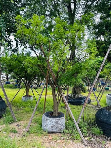 🌳 ต้นแจง 8” ฟอร์มสวย