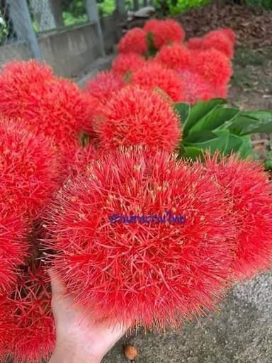 ว่านกุมารทอง (ดอกแสงอาทิตย์)