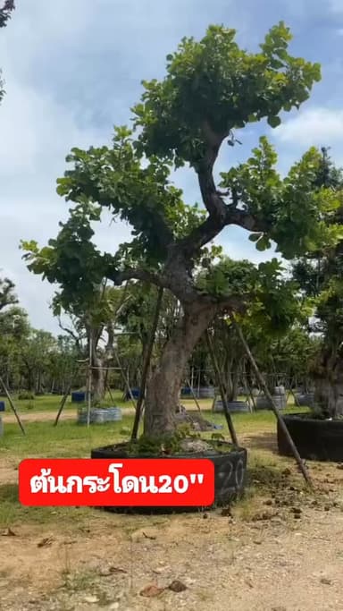 ต้นกระโดนลีลา 20