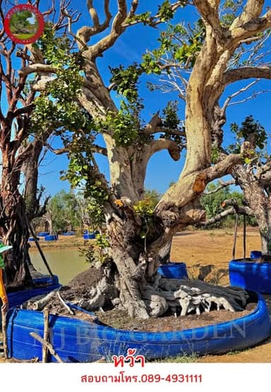 หว้าโบราณสวยๆ ไม้มงคลจาก MJ Big Garden