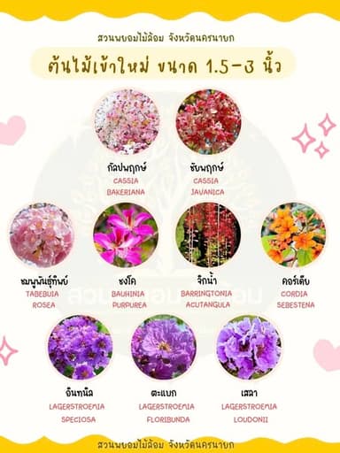 🌳 ต้นไม้ให้ร่มเงา ดอกสวย พร้อมส่งตรงจากสวนพยอมไม้ล้อม นครนายก 🌳