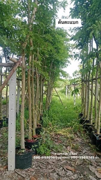 ต้นตะแบก 2 นิ้ว
