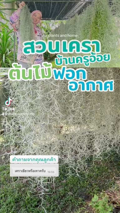 เคราฤาษี (Spanish Moss)