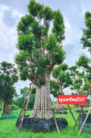 รับจัดหาต้นไม้ทุกชนิดจากไม้ใหญ่ ไม้ล้อม ไม้มงคลยอดนิยม