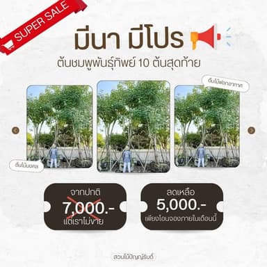 ต้นชมพูพันธุ์ทิพย์ 🌸