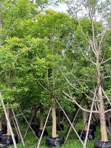 ต้นแคนา 2-7 นิ้ว 🌿