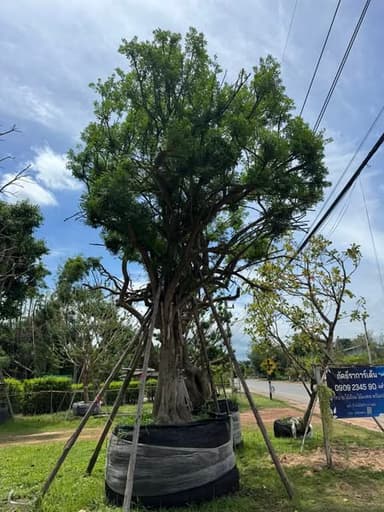 ต้นแจง ฟอร์มสวย หน้ากว้าง 21 นิ้ว 🌳