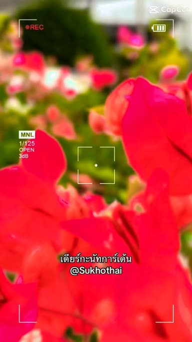 เฟื่องฟ้าหลากสีสัน 🌸