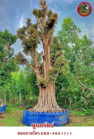 พูนทรัพย์ ไม้มงคลขนาดใหญ่ เหมาะเป็นไม้ประธาน สร้างความสง่างามให้สวนของคุณ