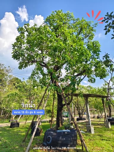 ต้นจิกน้ำ สร้อยระย้า ฟอร์มสวย