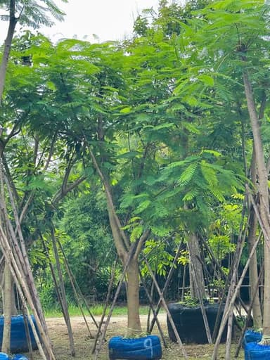 ต้นหางนกยูงฝรั่งดอกแดง