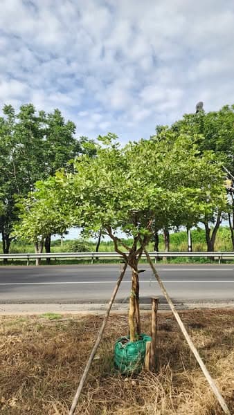 ต้นไม้สวยงามสำหรับสวนของคุณ 🌿
