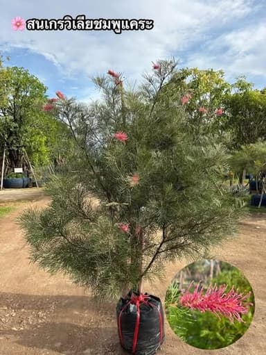 สนเกรวิเลีย สีดอกสดใส