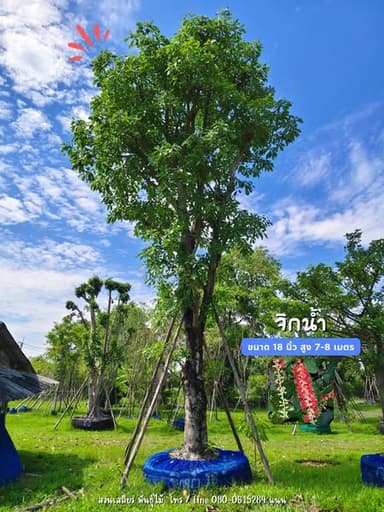 ต้นจิกน้ำ ฟอร์มสวย มีดอก