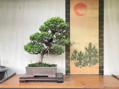 Shimpaku Bonsai 🪴