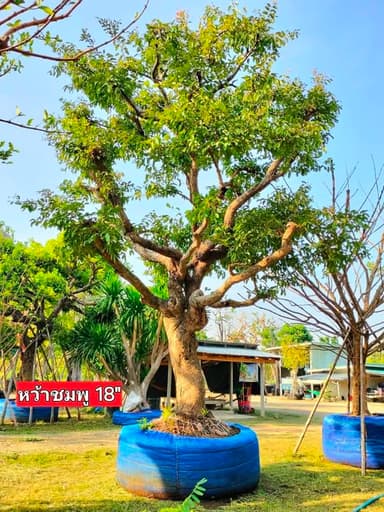 #หว้าชมพู18 - ต้นไม้ประธานสวยงาม