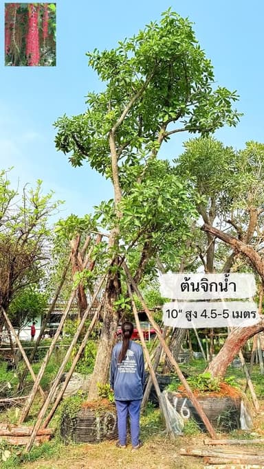 ต้นจิกน้ำ – ไม้ยืนต้นริมบ่อน้ำ