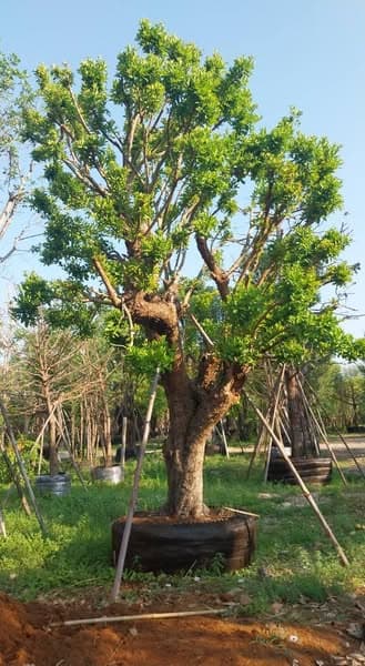 หว้าน้ำโขง - ไม้สวยฟอร์มเต็มจากสระบุรี