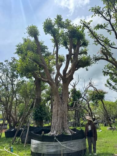 ต้นพูนทรัพย์ ฟอร์มสวย 🌳