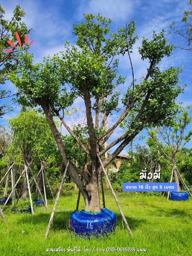 ต้นมั่งมี ไม้มงคล เสริมโชคลาภ