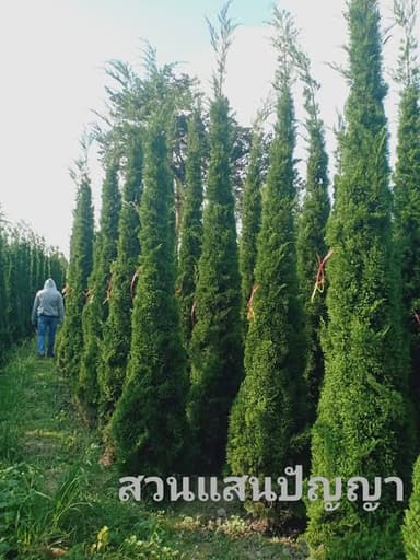 สนมังกร ฟอร์มสวยแน่น สูง 3.50 เมตร พร้อมลงดิน!