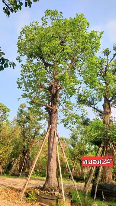 ต้นพยอม24 - ต้นไม้ทรงสวยที่คุณต้องมี!